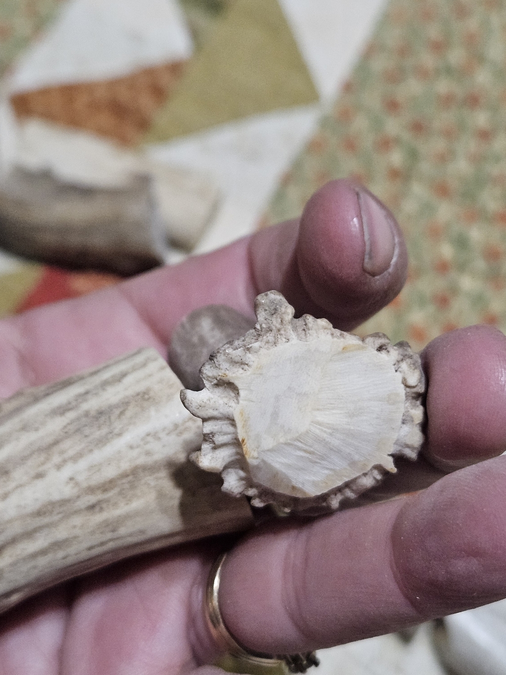 Natural Deer Antler Whistles?Accents? Cut And Drilled – Neutral Gray/Brown - Picture 16 of 16